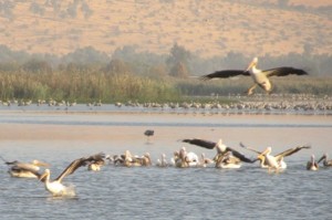 IMG_1445_Hula_crop_resize